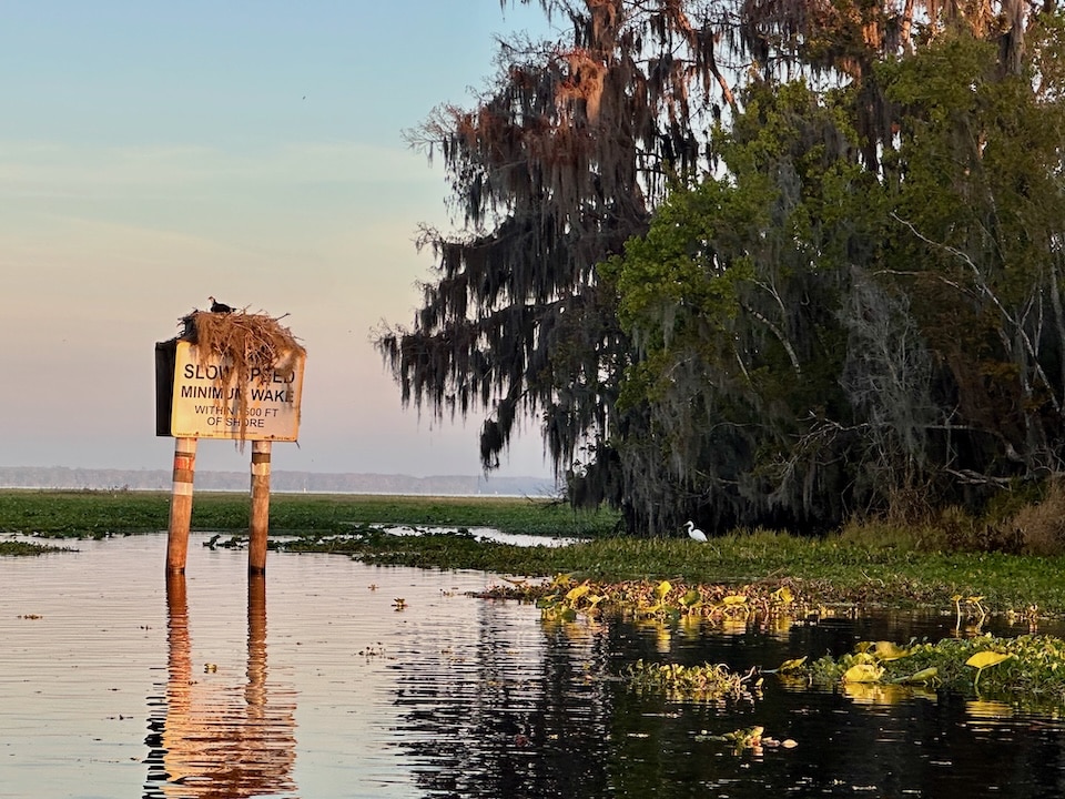 Nesting Osprey