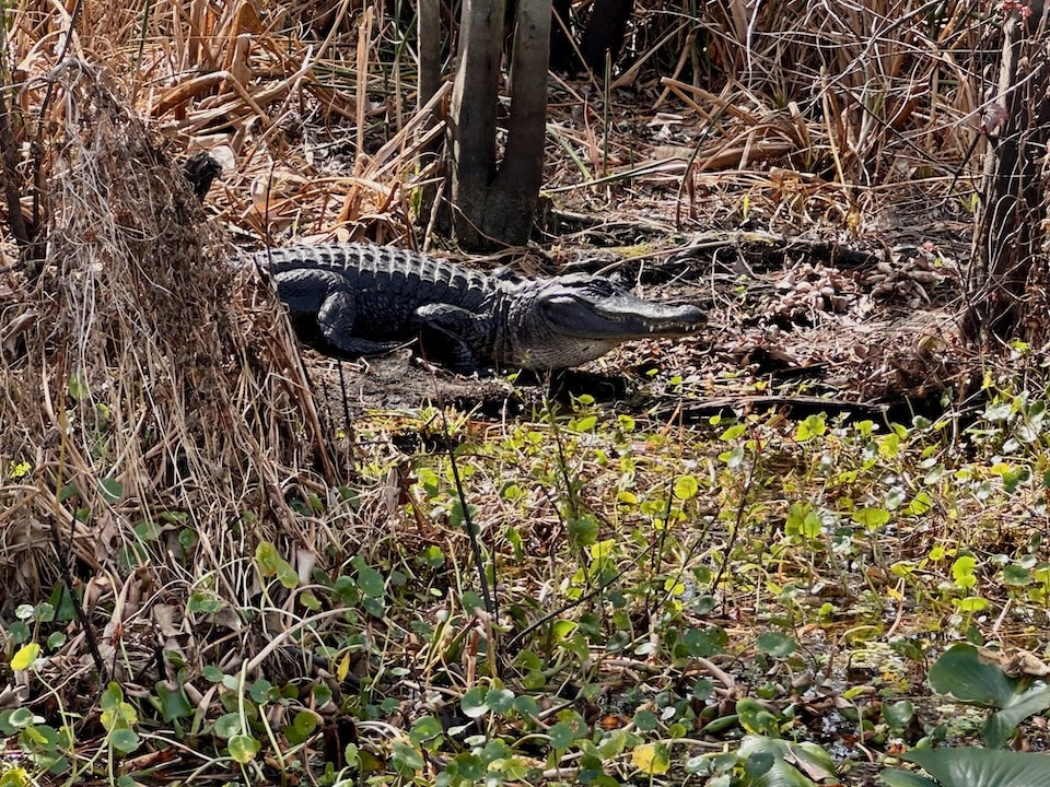 Alligator