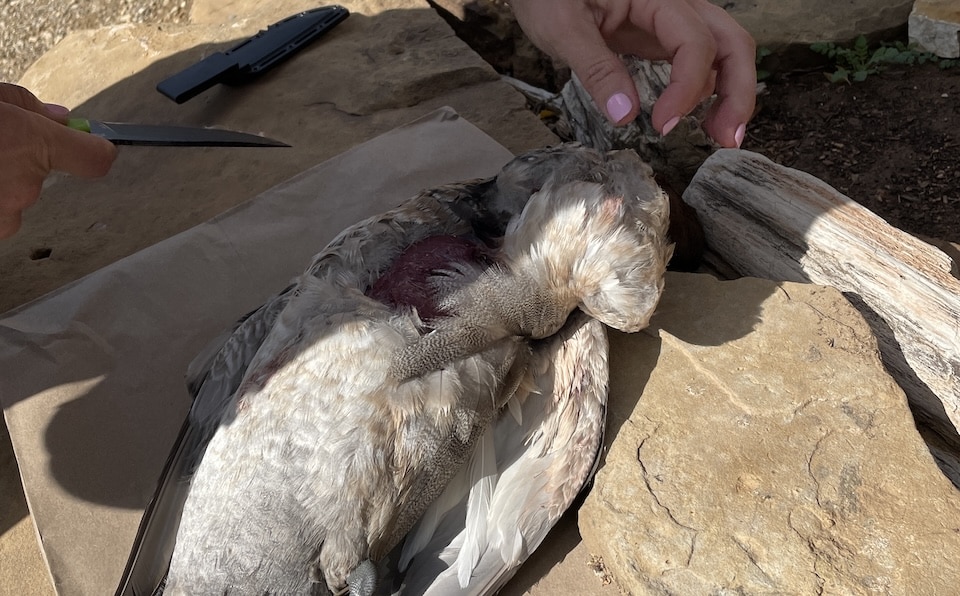 Field dressing a duck