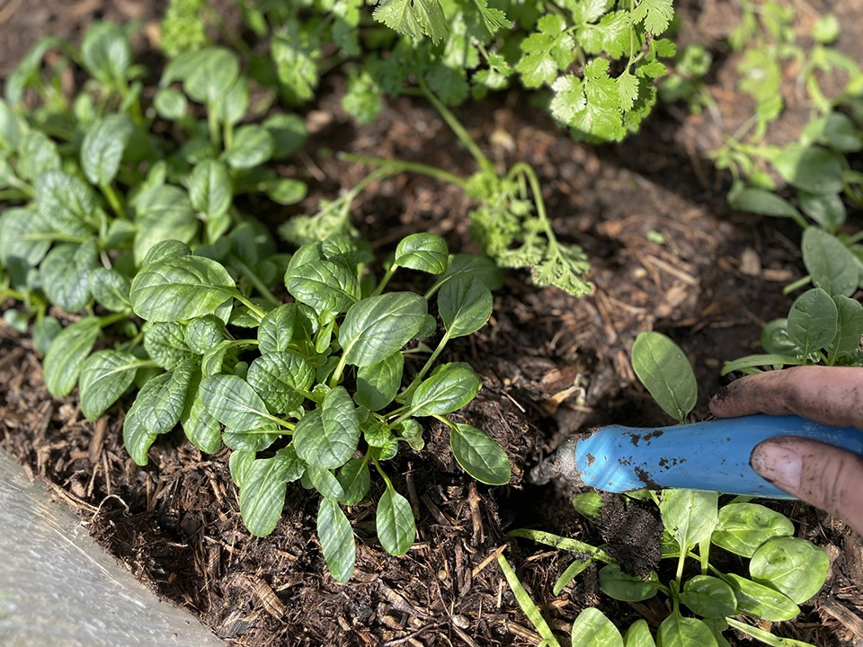Borrowing greens from the cold frame