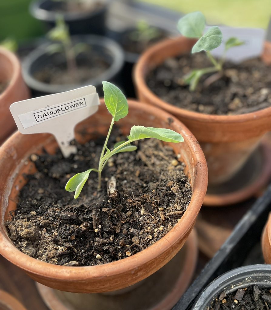 Green house cabbage starts Brassicas