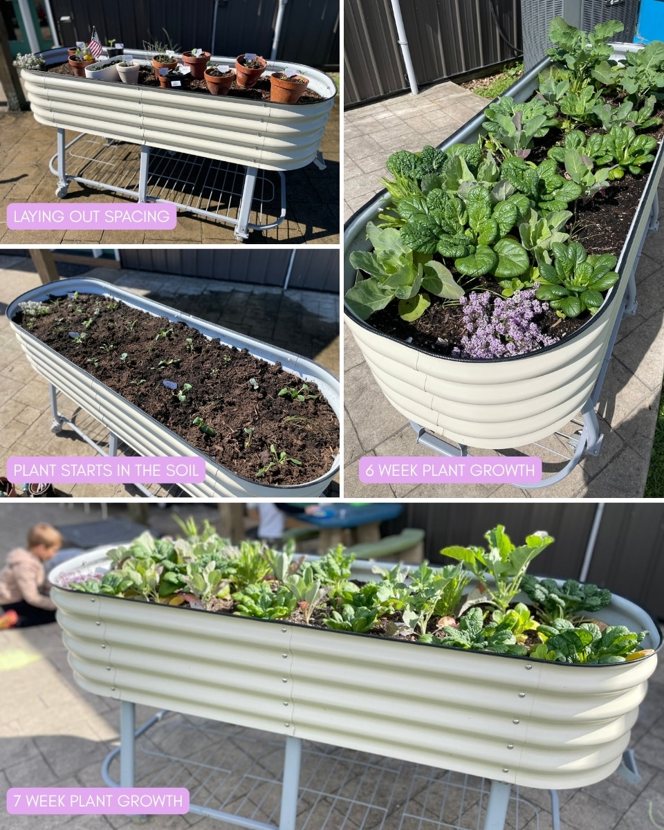 Vego Elevated Raised Bed growth Brassicas