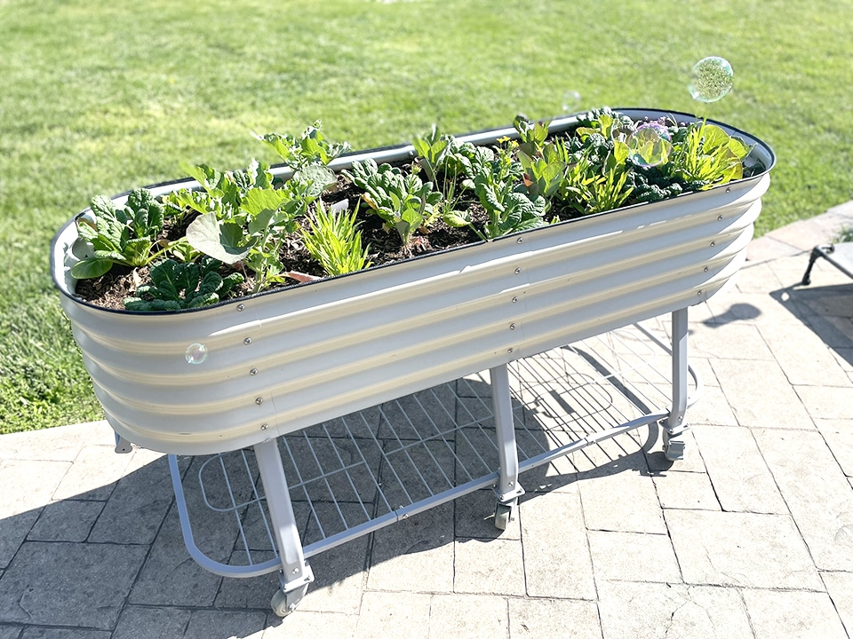 Vego elevated garden bed beautiful all around Brassicas