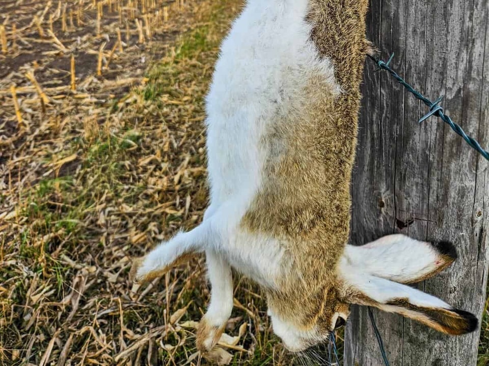 Jackrabbit-Hunt