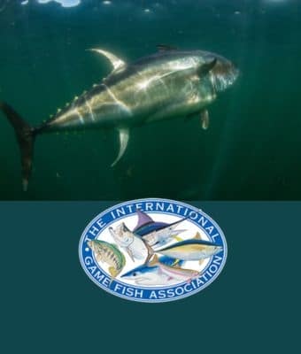 blue fin tuna research feature