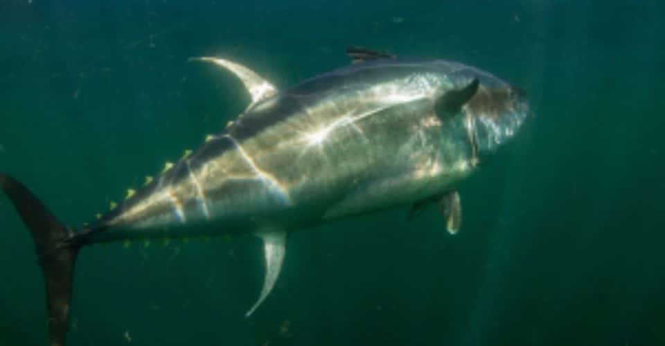 blue fin tune photo