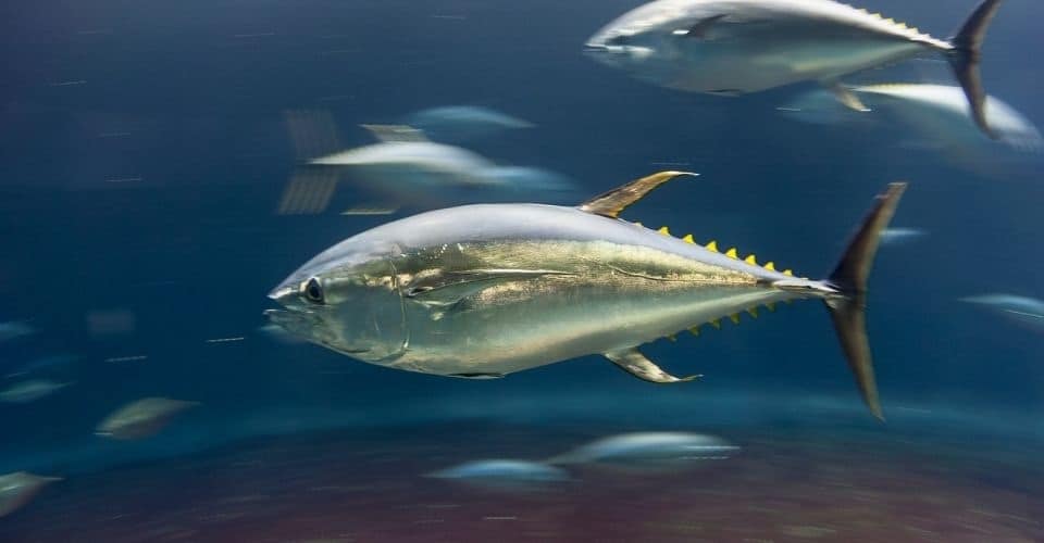 blue fin tuna stock