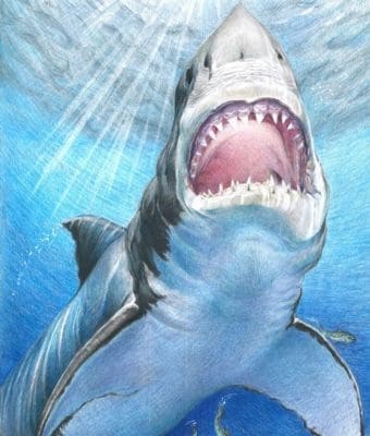 guy harvey shark award feature