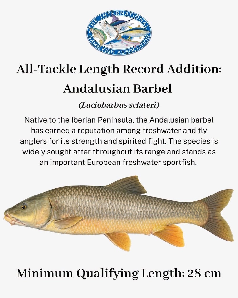 All-Tackle Length Record Addition: Andalusian Barbel