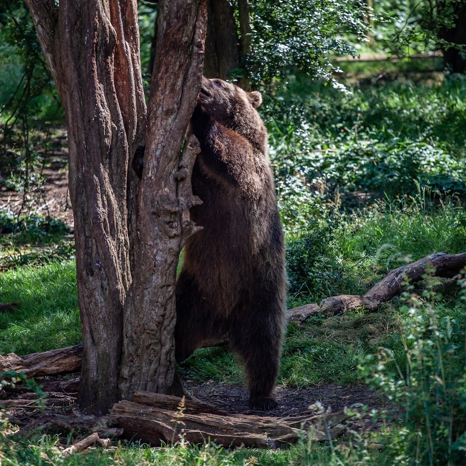 Bear in woods
