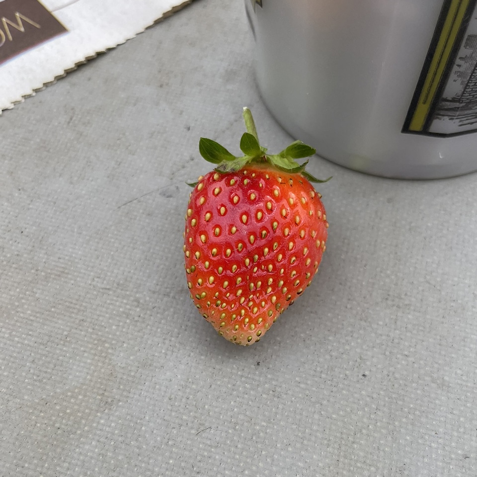 Garden inspiration strawberry