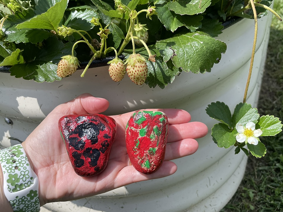 Painted creek rock strawberries