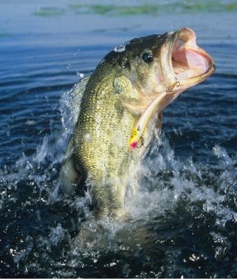 Trophy Fish Club feature