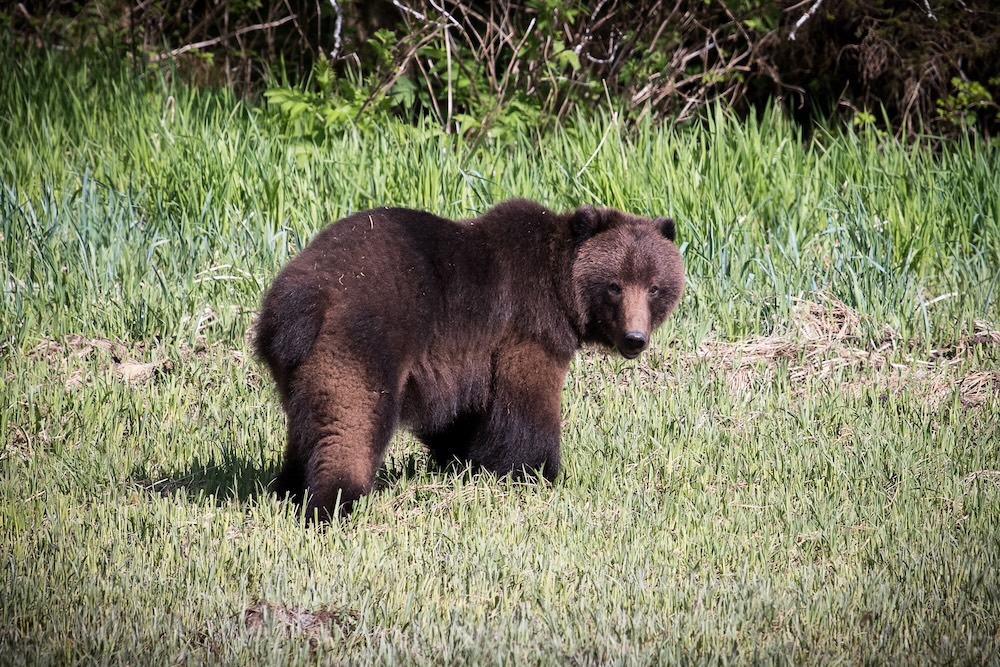 Young bear in Alaska