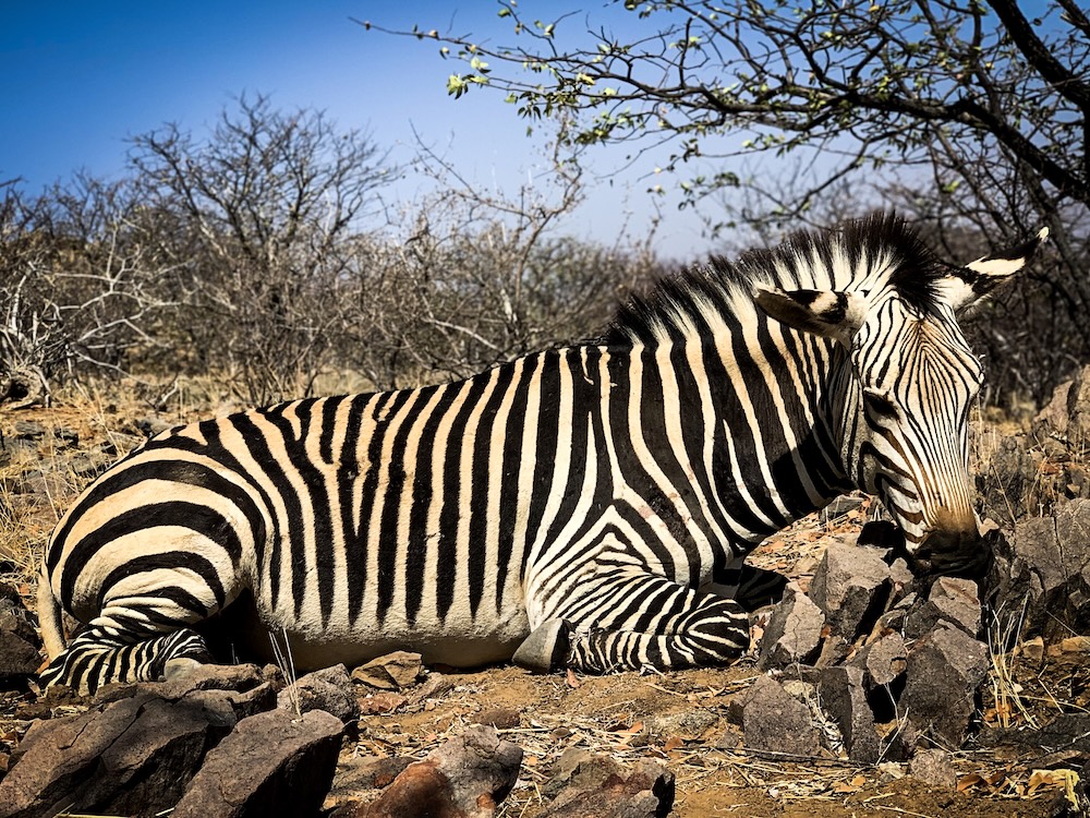 Zebra