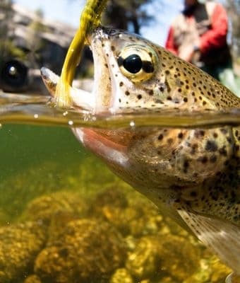 fishing in warming waters feature